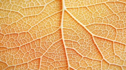 Obraz premium Detailed macro shot of an autumn elderberry leaf showcasing vibrant yellow and orange hues with intricate vein patterns highlighting natural beauty