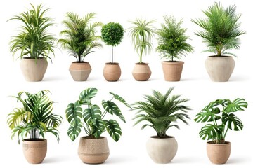 Obraz premium green plant isolated