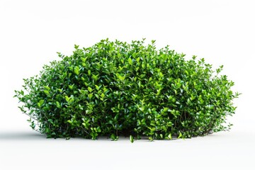 Obraz premium green plant isolated 