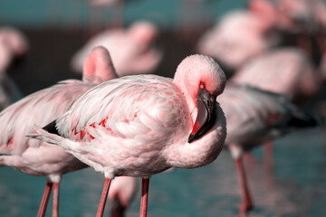African wild birds. A flock of pink flamingos on the blue lagoon against the bright sky