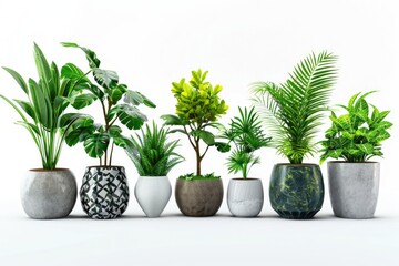 Fototapeta premium green plant isolated