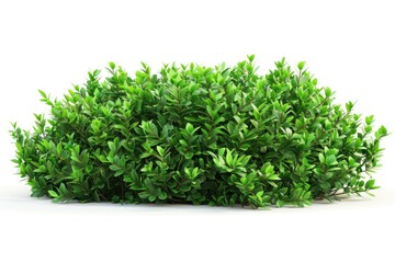 Obraz premium green plant isolated