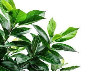 Obraz premium green plant isolated 