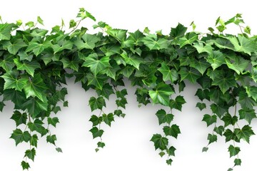 Fototapeta premium green plant isolated