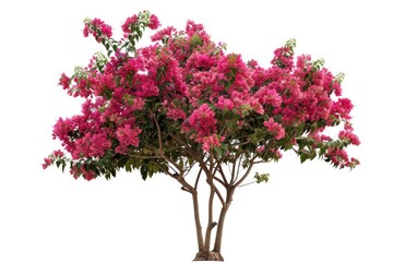 green plant isolated