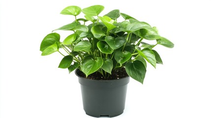 Fototapeta premium Money plant in vibrant green leaves displayed in a black pot against a clean white background for stylish interior decor and environmental aesthetics