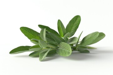 Obraz premium green plant isolated