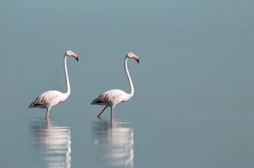 African wild birds. Two great flamingos on the blue lagoon in the morning