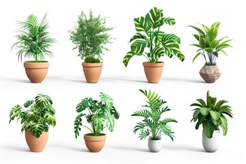 Fototapeta premium green plant isolated