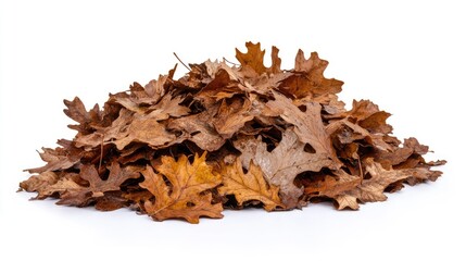 Dried and Decaying Oak Leaves Piled Together on a White Background for Natural Texture and Autumn Imagery Use