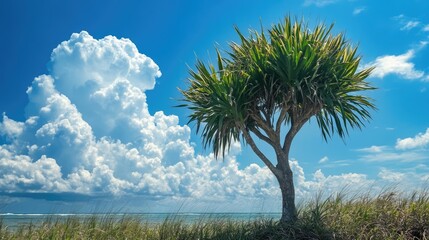 Pandanus tree standing tall against a vivid blue sky filled with white cumulus clouds and lush coastal vegetation.