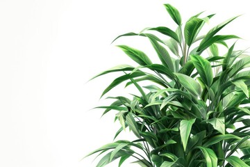 Fototapeta premium green plant isolated