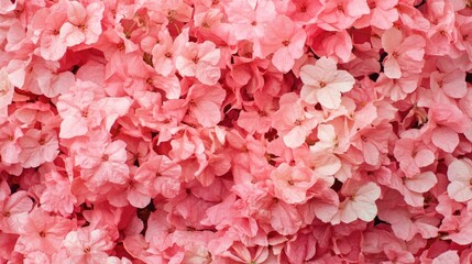 Vibrant pink bougainvillea flowers in full bloom creating a stunning floral background ideal for nature-themed designs and projects