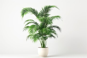 Fototapeta premium green plant isolated