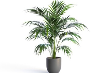 Obraz premium green plant isolated