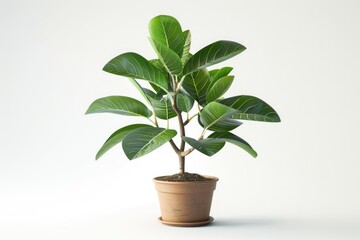 Fototapeta premium green plant isolated