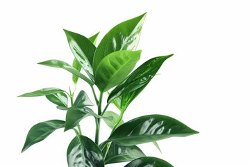 Fototapeta premium green plant isolated