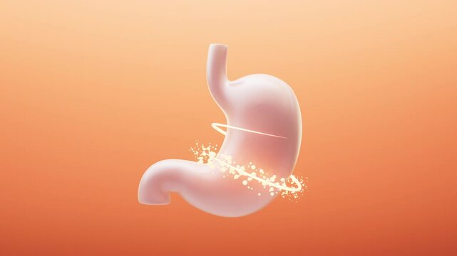 Stomach and nutrient absorption, 3d rendering.
