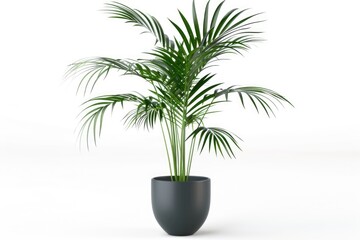 Obraz premium green plant isolated