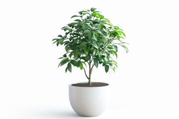 Obraz premium green plant isolated