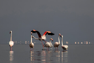 African wild birds. A flock of great flamingos on the blue lagoon against the bright sky