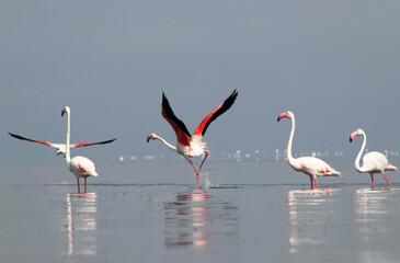 African wild birds. A flock of great flamingos on the blue lagoon against the bright sky