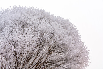 Frozen fog on a tree in Winter in Central Oregon near Bend, Oregon in the Cascades.