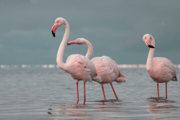 African wild birds. A flock of great flamingos on the blue lagoon against the bright sky