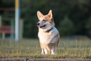 Beautiful purebred corgi on a walk in the summer.