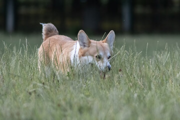 Beautiful purebred corgi on a walk in the summer.