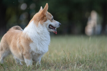 Beautiful purebred corgi on a walk in the summer.