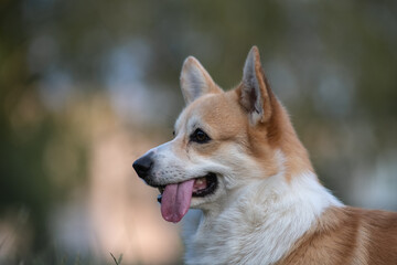 Beautiful purebred corgi on a walk in the summer.