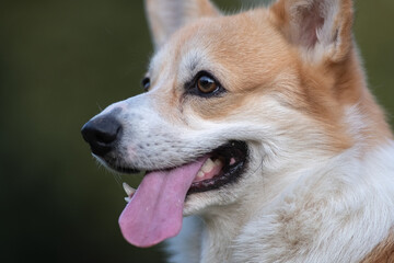 Beautiful purebred corgi on a walk in the summer.