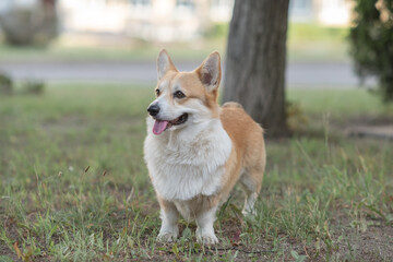 Beautiful purebred corgi on a walk in the summer.