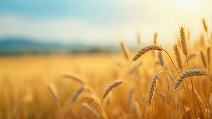 Fototapeta premium Golden Wheat Field at Sunset, Close-Up of Ripe Ears of Grain in a Tranquil Landscape Photography