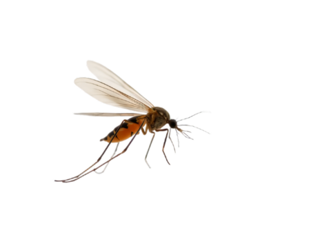 A stunning mosquito flying, isolated on a transparent background, captured in a macro shot. Generated AI - Powered by Adobe
