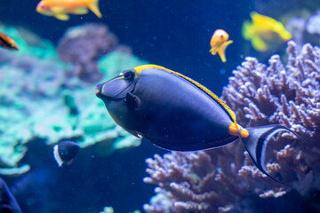 Cute blue yellow fish in aquarium