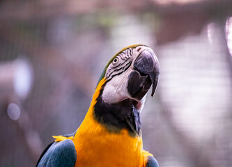 Close up blue yellow macaw
