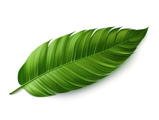 Obraz premium Outstanding Palm leaf isolated on white background