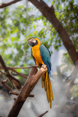 Blue and yellow macaw looking ahead in jungle