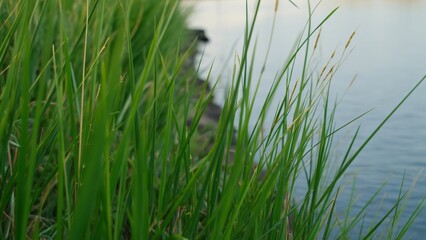 Obraz premium Serene Lakeside Tall Green Grasses Swaying Gently in Breeze, Detailed Texture, Calm Water Background