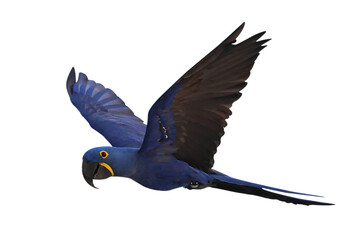 Beautiful flying Hyacinth macaw isolated on transparent background png file © Passakorn