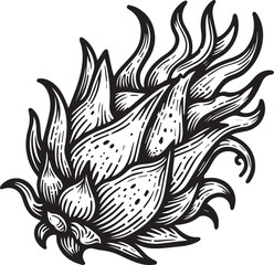 Obraz premium Dragon fruit vector on white background