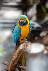Blue and yellow macaw front view on a branch 