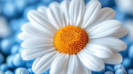 White Daisy Flower Close Up Macro Shot