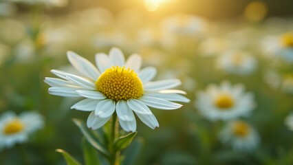 Fototapeta premium Close-up of Delicate White and Yellow Chamomile Flowers in Full Bloom, Soft Natural Lighting, Vibrant Colors, Shallow Depth of Field, Serene Atmosphere, Field of Daisies