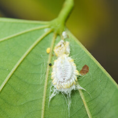  macro photography of Seychelles scale (Icerya seychellarum) under the cotton tree leaf, Mahe Seychelles