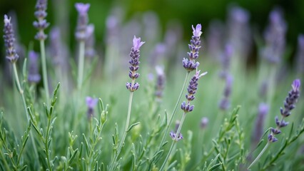 Fototapeta premium Close-up of Delicate Lavender Angustifolia Flowers and Slender Leaves, Blurred Green Background, Detailed Macro Shot