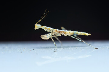 Macro photography of Praying Mantis on white car, black background, Mahe, Seychelles