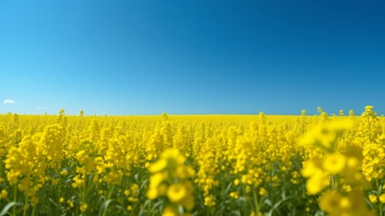 Obraz premium Panoramic View of Vibrant Yellow Canola Field under a Bright Blue Sky, High-Definition Photographic Style Image